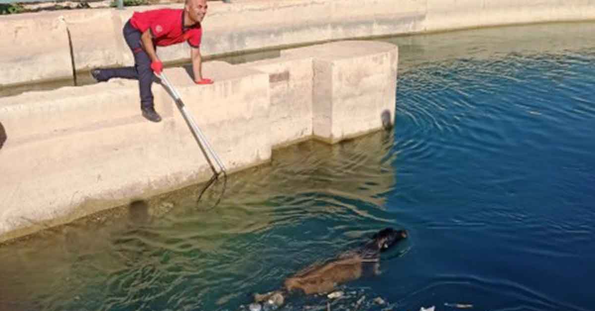 Urfa'da sulama kanalına düşen köpek kurtarıldı 1 urfa sulama kopek