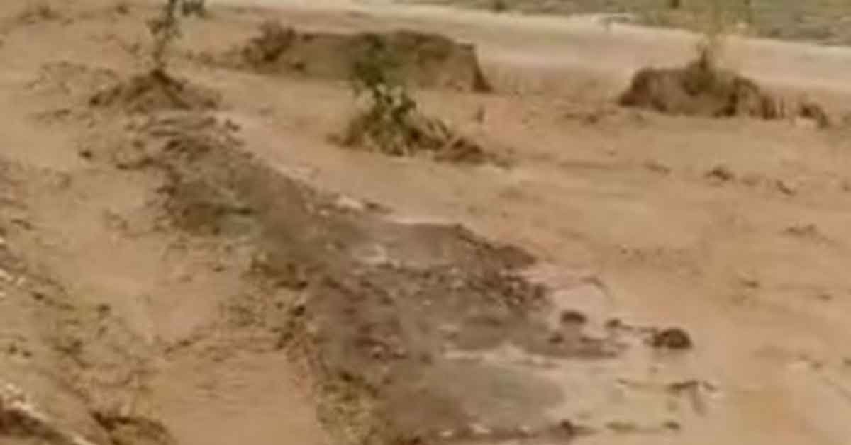 Urfa'da Şiddetli yağmur tarlaları sular altında bıraktı 1 Şiddetli yağmur tarlaları sular altında bıraktı