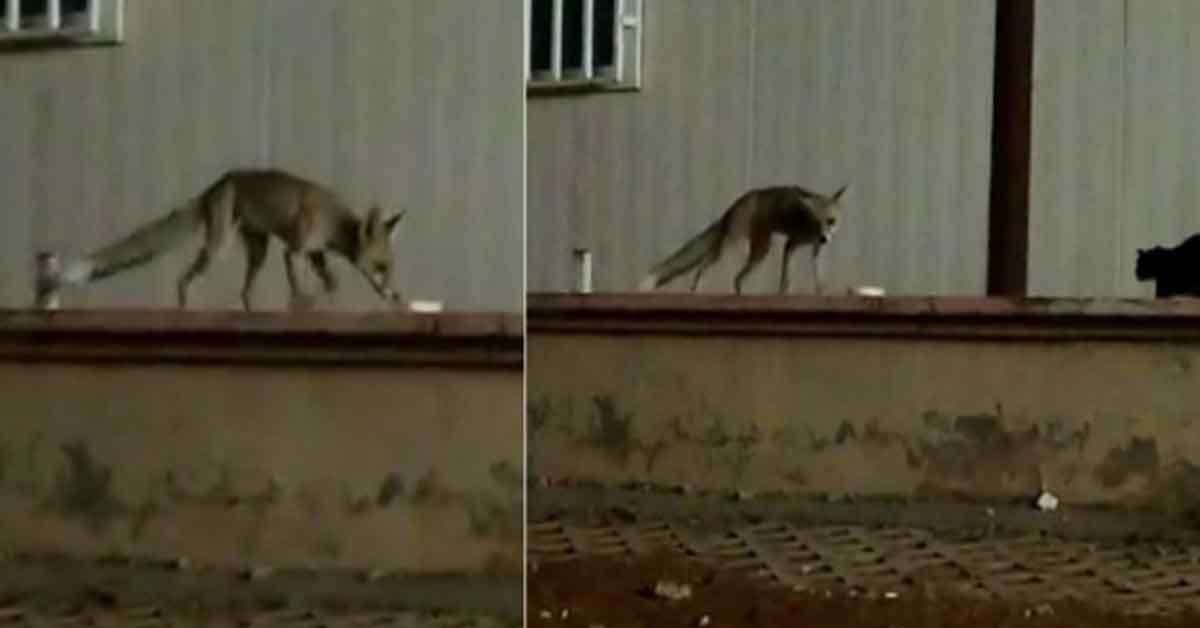 Urfa'da aç kalan tilki, Hastane bahçesine indi