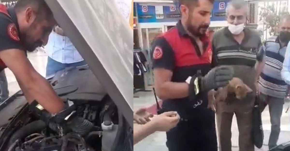 Urfa'da Kediyi kurtarmak için itfaiye seferber oldu 1 Urfa'da Kediyi kurtarmak için itfaiye seferber oldu