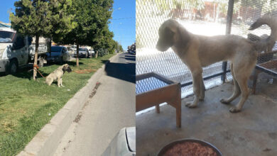 Photo of Urfa’da Vicdansız Esnaf Köpeği Günlerce Aç Bıraktı