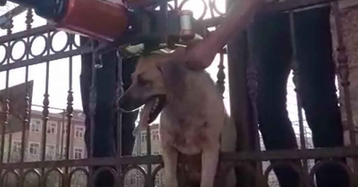Şanlıurfa'da köpek kurtarma operasyonu