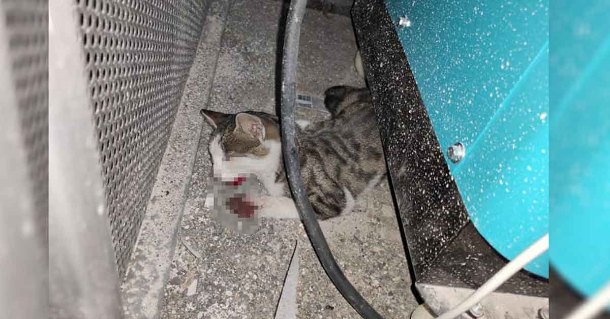 Şanlıurfa'da Kediyi İşkence İle Öldürdüler 1 Şanlıurfa'da Kediyi İşkence İle Öldürdüler