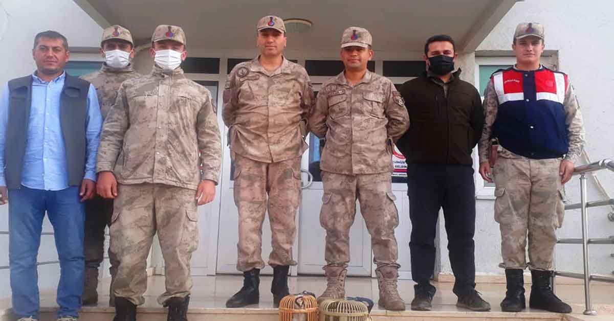 Halfeti'de iki kınalı keklik yakalandı