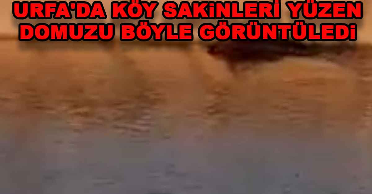 urfa domuz yuzme koy