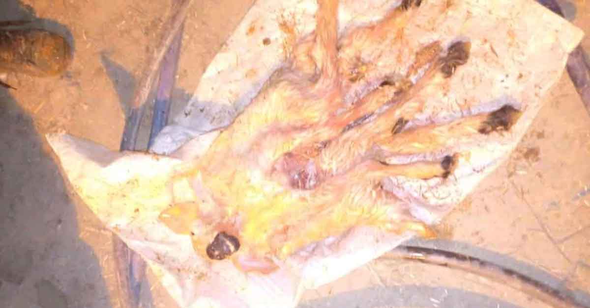Şanlıurfa’da hayrete düşüren doğum!