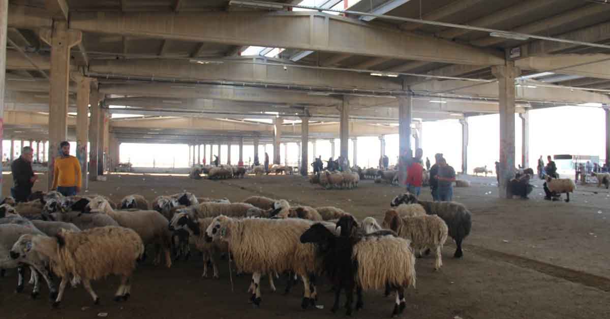 Bu yıl kurbanlıklar cep yakıyor 1 Bu yıl kurbanlıklar cep yakıyor