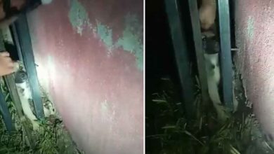 Urfa'da Demir parmaklıklara sıkışan köpek kurtarıldı