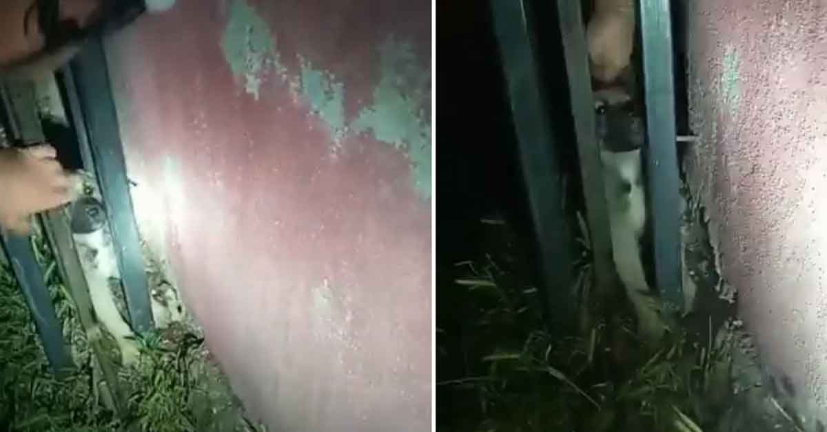 Urfa'da Demir parmaklıklara sıkışan köpek kurtarıldı