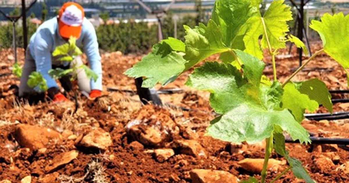 Urfa’daki bağ evlerinin bağı gitti evi kaldı! 1 Urfa’daki bağ evlerinin bağı gitti evi kaldı!