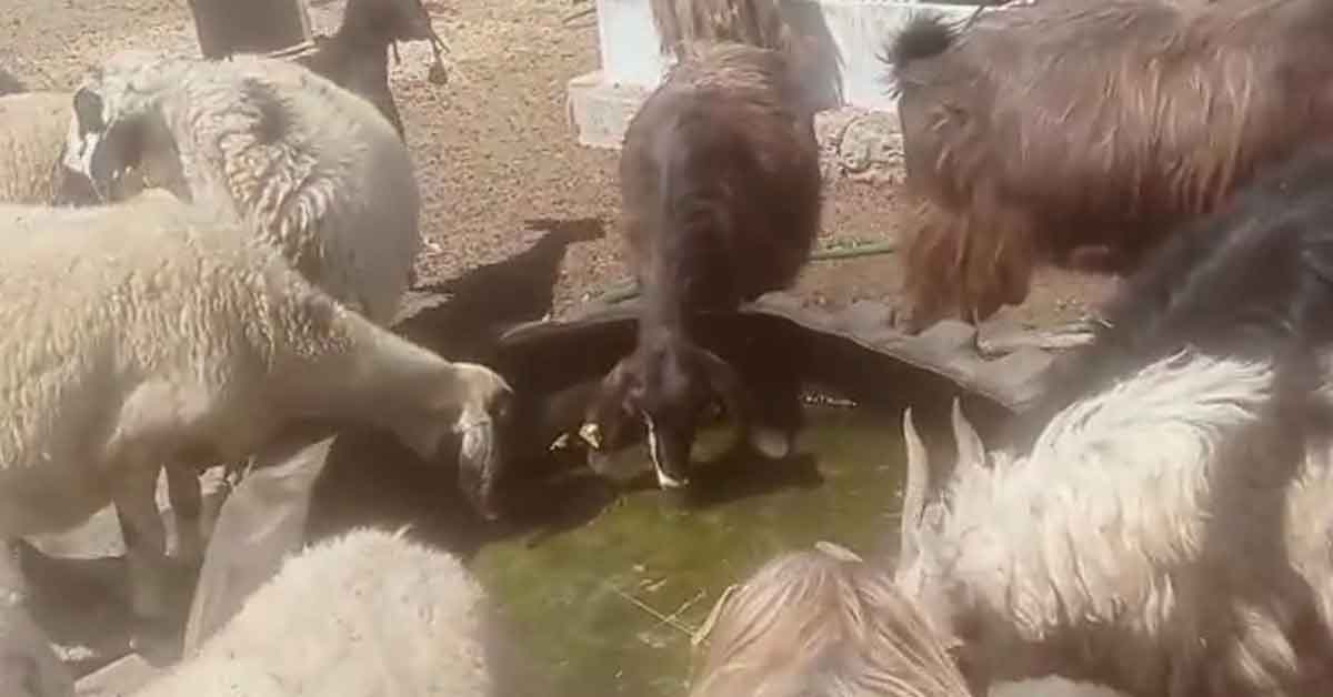 Viranşehir'de hayvanlar susuz kaldı!