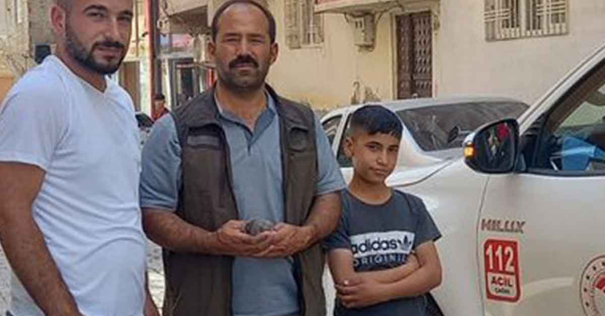 Urfa'da Yavru baykuş tedavi altına alındı 1 Urfa'da Yavru baykuş tedavi altına alındı