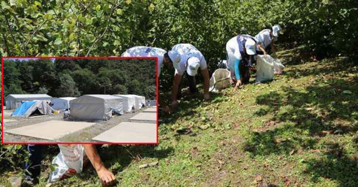 Urfalı tarım işçileri vali ve milletvekillerine seslendi! 1 Urfalı tarım işçileri vali ve milletvekillerine seslendi!