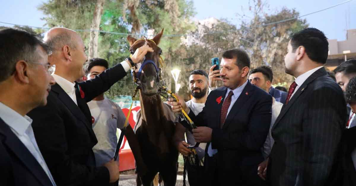 Bakan Soylu’ya Suruç'ta yarış atı hediye edildi!