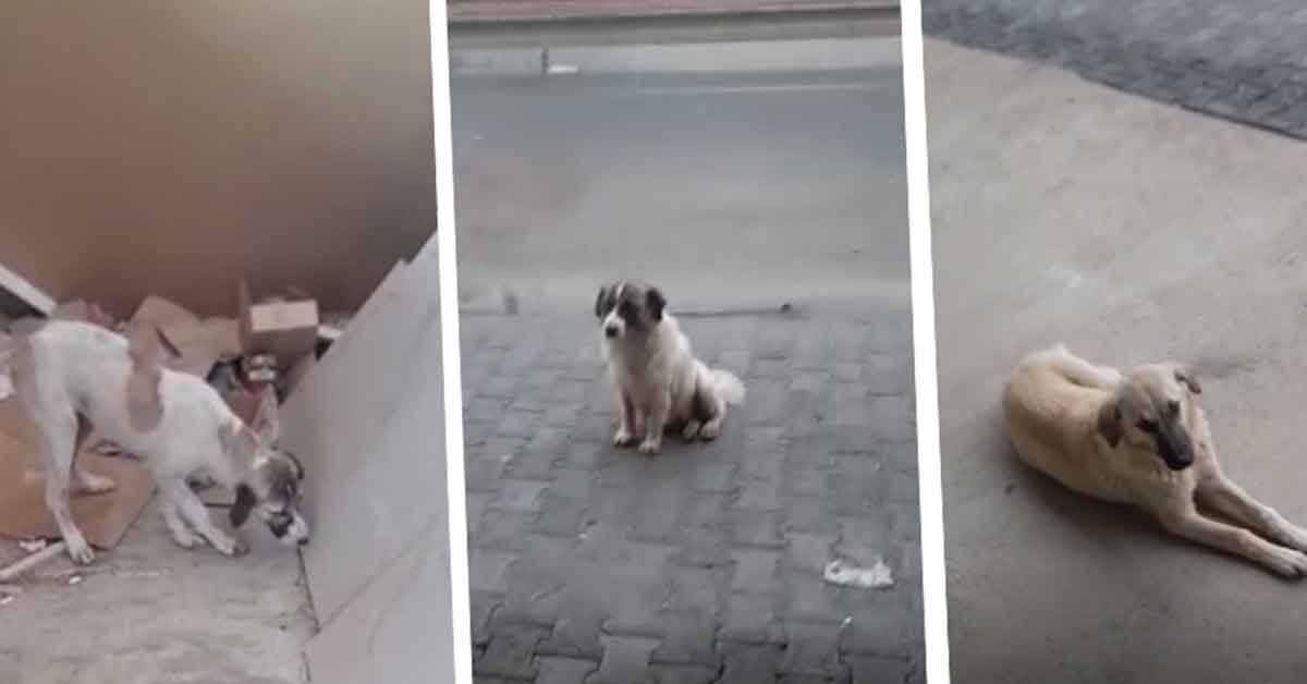 Şanlıurfa’da sokak hayvanları can çekişiyor