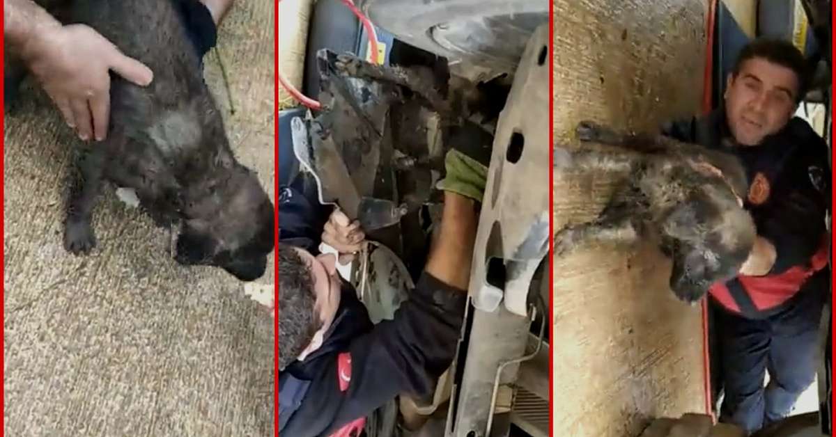 urfada otomobil motoruna sikisan kopek kurtarildi