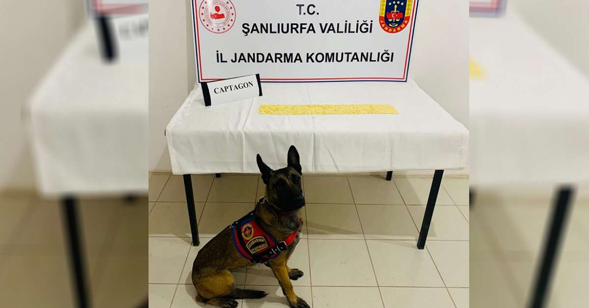 akcakalede narkotik kopegi uyusturucuya gecit vermedi