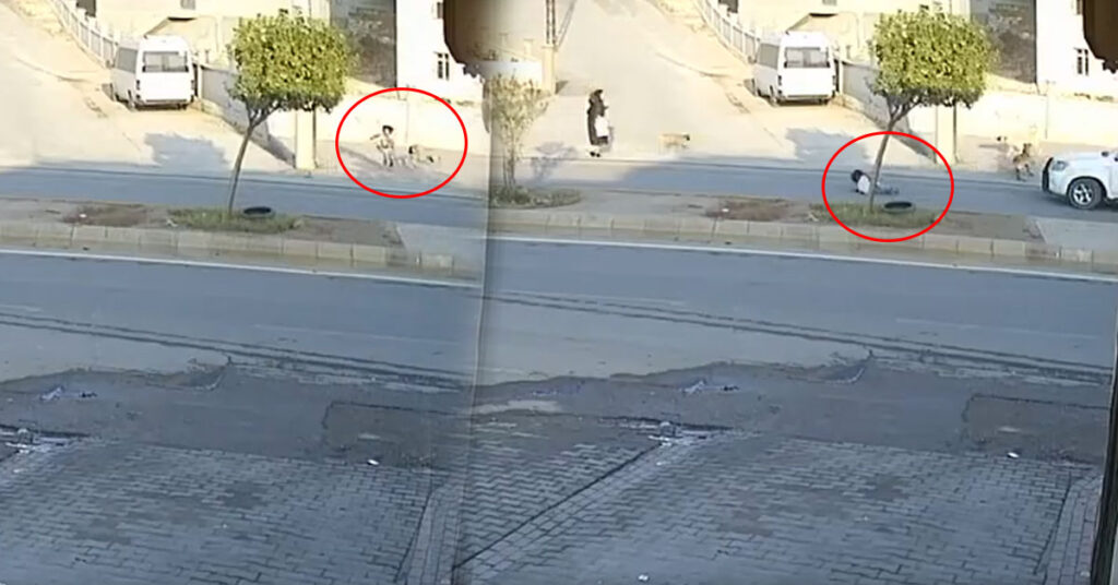 Şanlıurfa'da Başıboş Köpekler Küçük Kızı Ölüme Götürüyordu 1 kopek