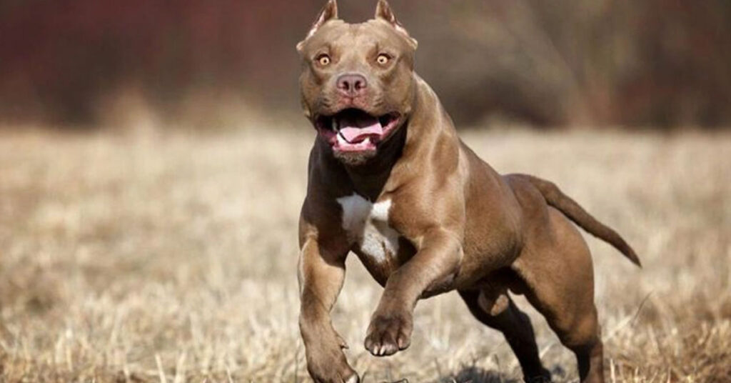 Urfa'da 17 Yaşındaki Gence Pitbull Saldırdı 1 pitbull