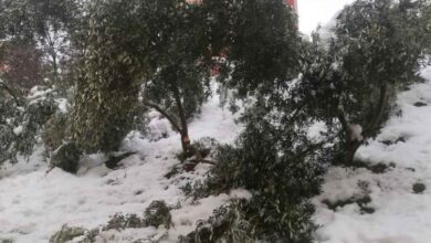 Eyyübiye’de zeytin ağaçları kardan zarar gördü!