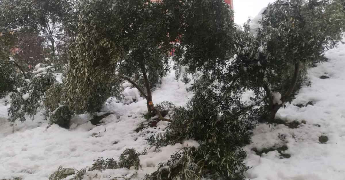 Eyyübiye’de zeytin ağaçları kardan zarar gördü!