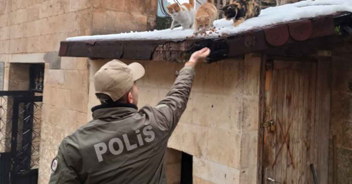 Şanlıurfa'da Polis ekipleri sokak hayvanlarını unutmadı 1 Şanlıurfa'da Polis ekipleri sokak hayvanlarını unutmadı