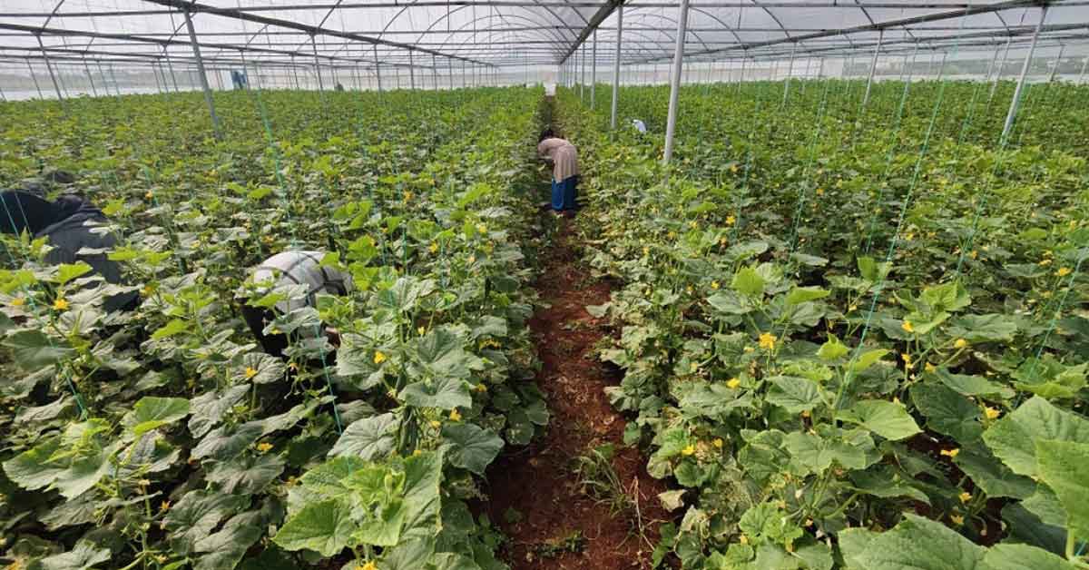 Eyyübiye Sera Kent’te büyüme öncesi hazırlık 1 Eyyübiye Sera Kent’te büyüme öncesi hazırlık