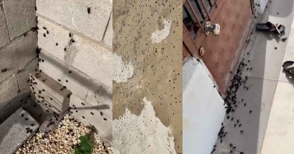 Suruç Böcek İstilasına Uğradı Kara Böcekler Sardı 1 bocek 2