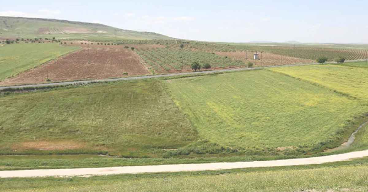 Destek ödemeleri çiftçilerin hesaplarına aktarılıyor