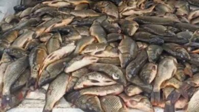 Siverek'te Kaçak Balık Avcısına16 bin 561 Lira Ceza Kesildi