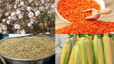 Şanlıurfa Ticaret Borsası, mısır, buğday, kırmızı kabuklu mercimek ve preseli pamuğun fiyatını açıkladı.