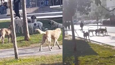 Şanlıurfa'da Köpek Çetesi Korku Salmaya Devam Ediyor