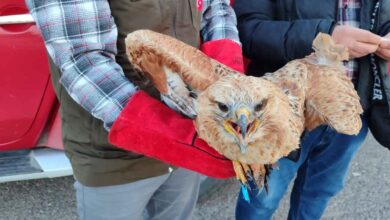 Urfa'da Tedavi Edilen Kızıl Şahin Doğaya Bırakıldı